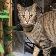 ⭐️2月1日参加猫⭐️大阪府堺市⭐️ポン子ちゃん⭐️キジトラ⭐️２歳の女の子