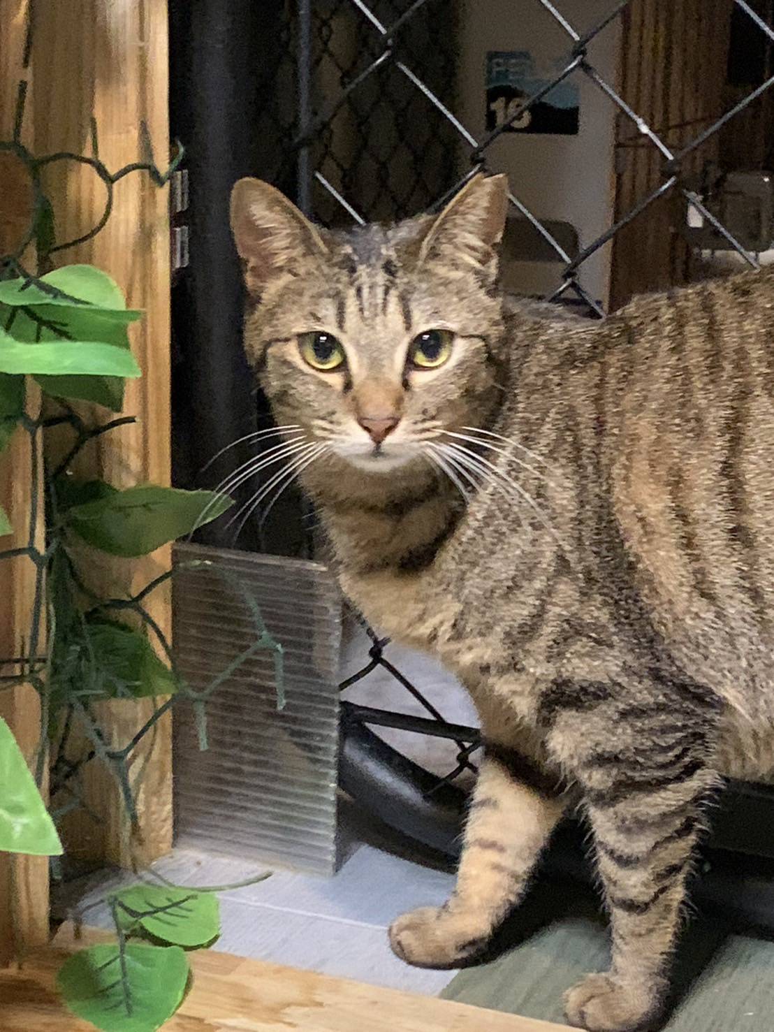 ⭐️2月1日参加猫⭐️大阪府堺市⭐️ポン子ちゃん⭐️キジトラ⭐️２歳の女の子