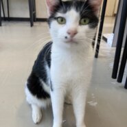 【保護猫】ここ推定5歳♂ハチワレ