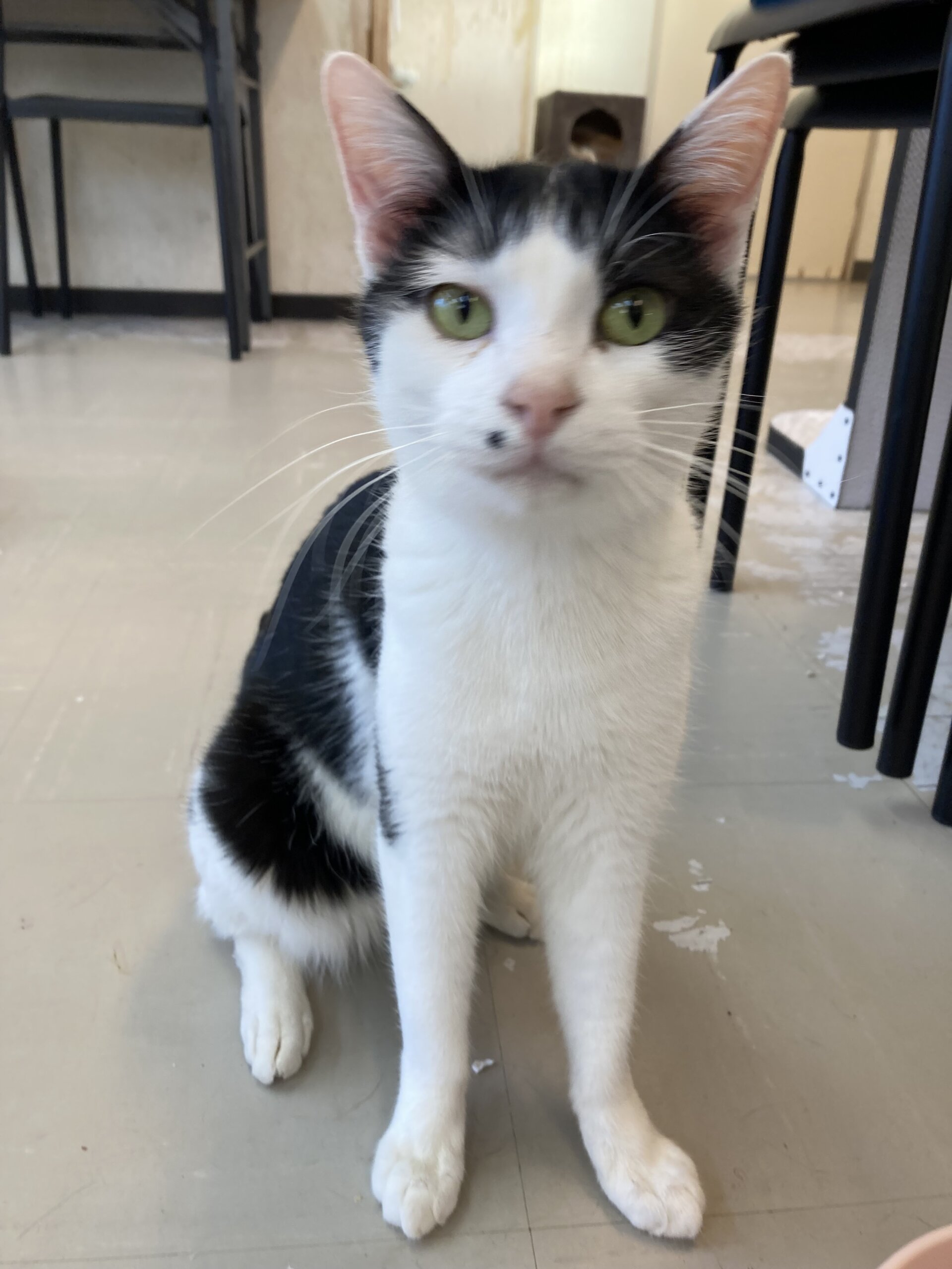 【保護猫】ここ推定5歳♂ハチワレ