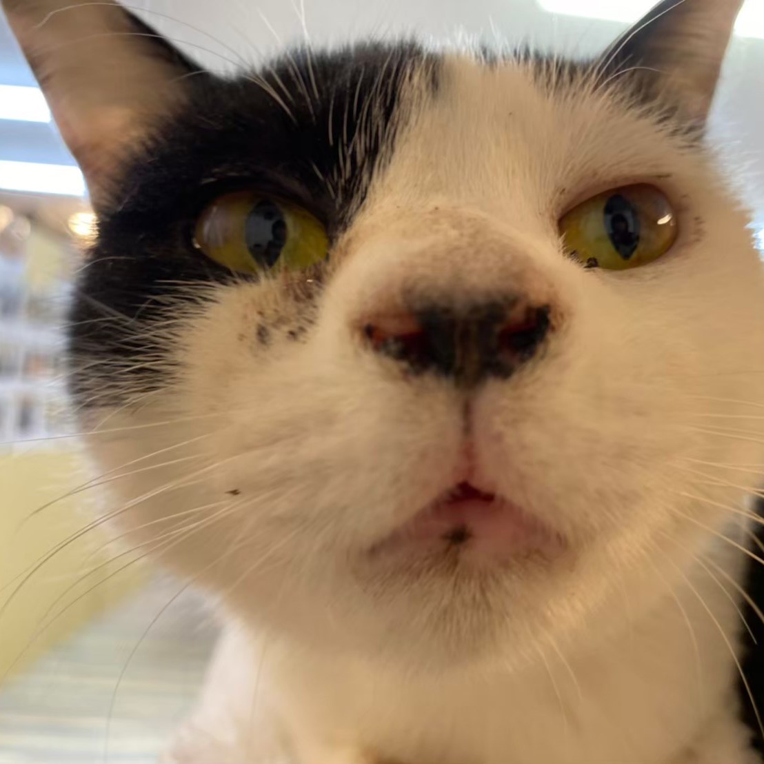 【保護猫】えんじ推定5歳♀ハチワレ