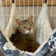 【保護猫】だんご推定11歳♀キジサビ