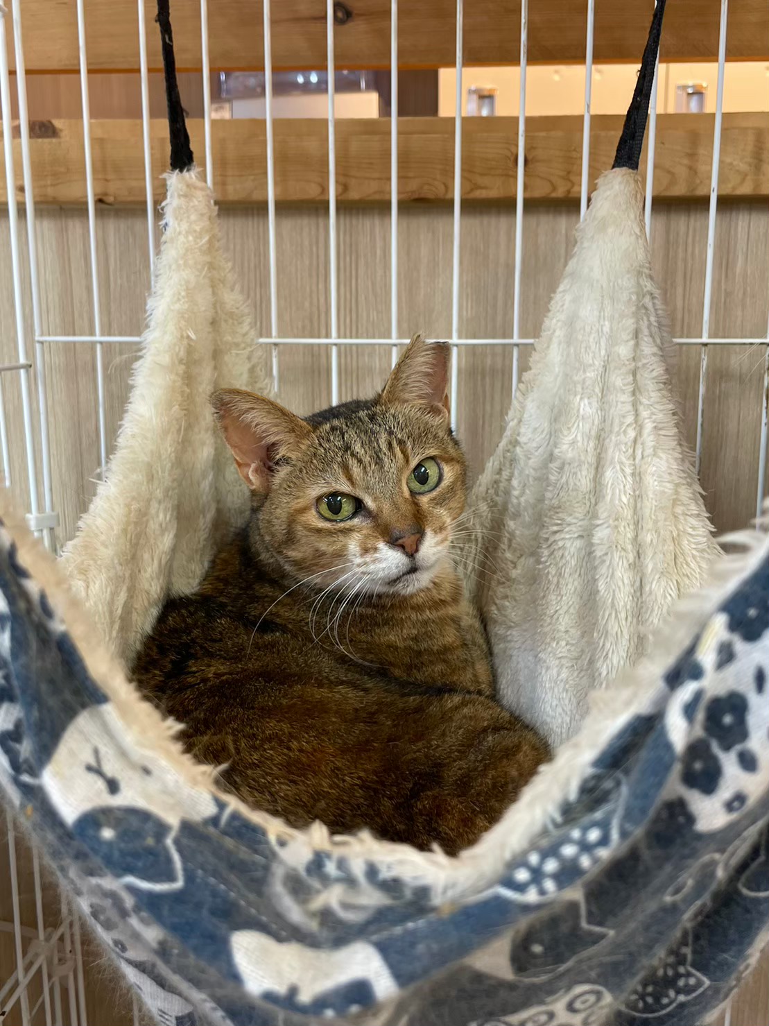 【保護猫】だんご推定11歳♀キジサビ