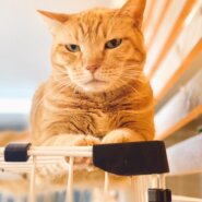 【保護猫】乙(おと)推定9歳♀茶トラ