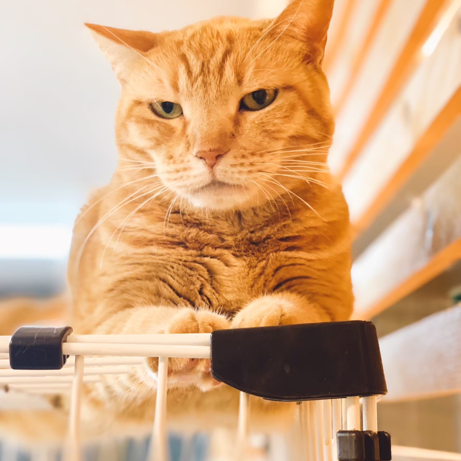 【保護猫】乙(おと)推定9歳♀茶トラ