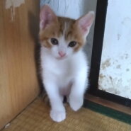 とっても可愛い茶白くんお気に入りに登録する