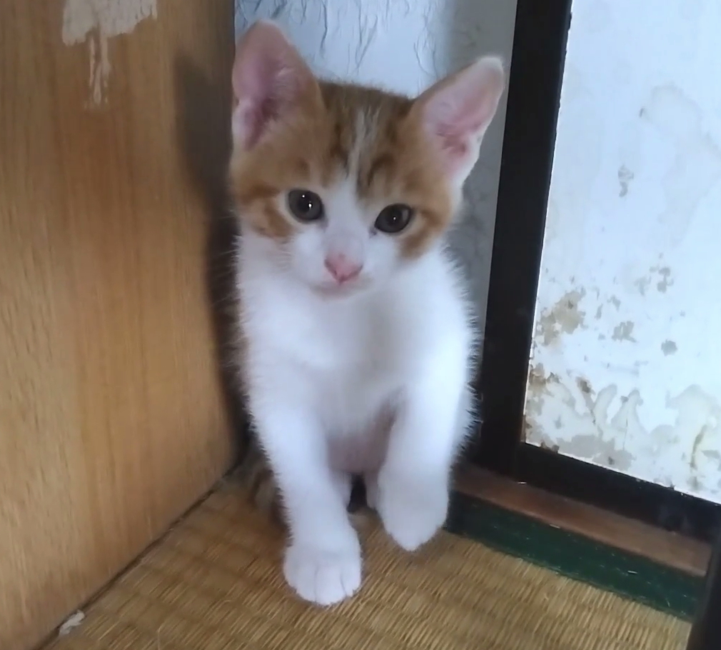 とっても可愛い茶白くんお気に入りに登録する