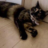 キュートなお顔のサビ三毛のロビン！