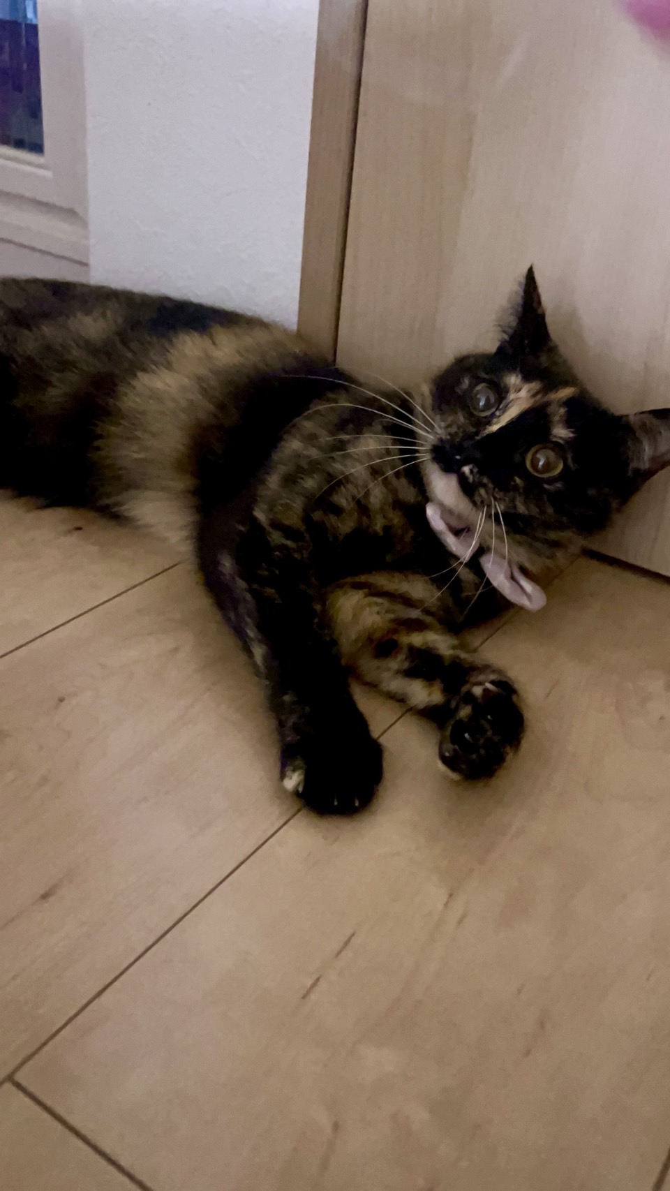 キュートなお顔のサビ三毛のロビン！