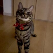 ほんわか可愛いキジトラボーイのサボ！