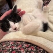 とても可愛いハチワレ子猫のポロ！