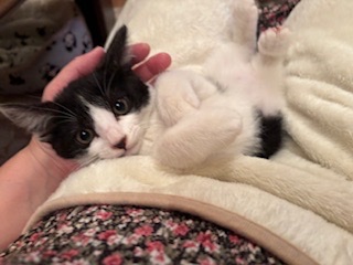 とても可愛いハチワレ子猫のポロ！