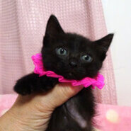 乳飲み子から育てた♪黒子猫★愛(あい)ちゃん2カ月弱