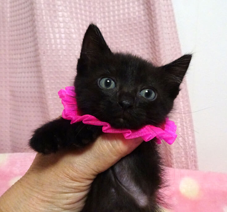 乳飲み子から育てた♪黒子猫★愛(あい)ちゃん2カ月弱