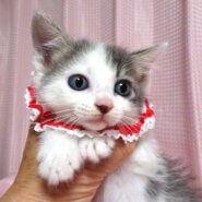 乳飲み子から育てた♪グレー白★恋(れん)ちゃん2カ月弱