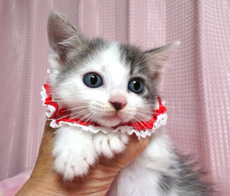 乳飲み子から育てた♪グレー白★恋(れん)ちゃん2カ月弱