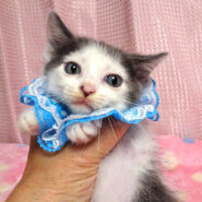 乳飲み子から育てた♪グレー白★葵(あおい)くん 2カ月弱