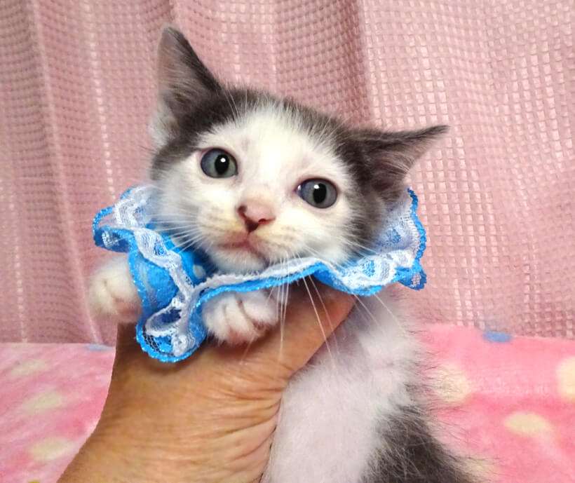 乳飲み子から育てた♪グレー白★葵(あおい)くん 2カ月弱