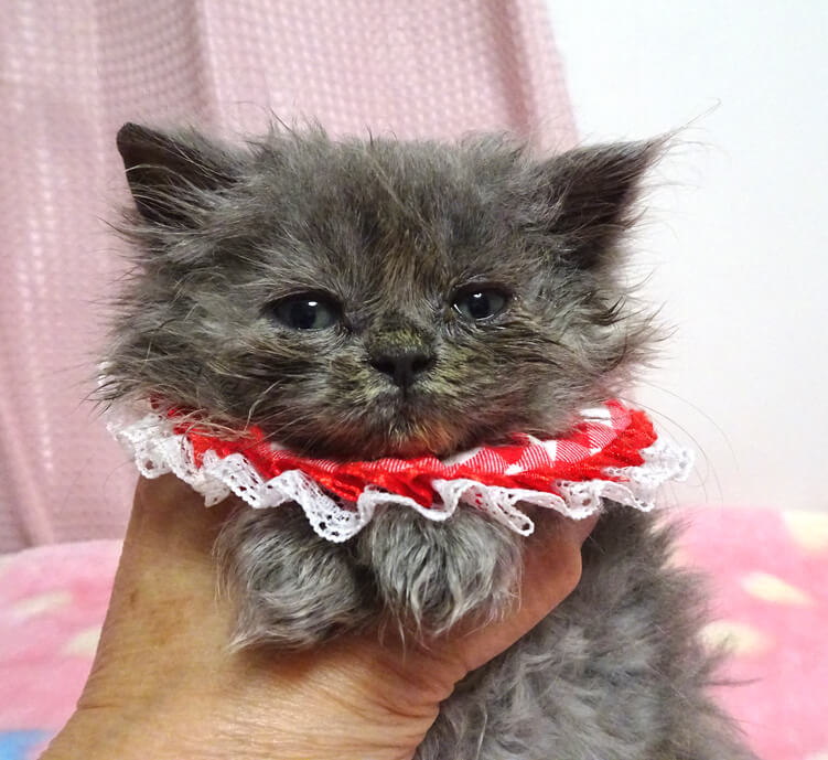 おっとり♪長毛スコティシュ★ココちゃん２カ月弱