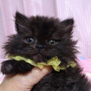 おっとり♪長毛スコティシュ★モコくん ２カ月弱