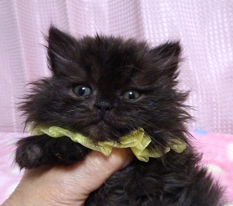 おっとり♪長毛スコティシュ★モコくん ２カ月弱