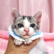 乳飲み子から育てた♪キジ白★空(そら)くん2カ月