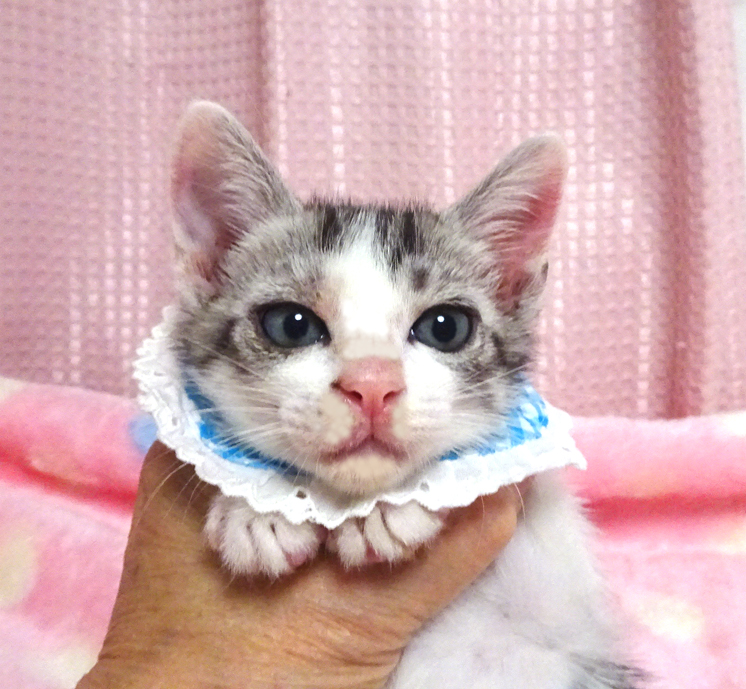 乳飲み子から育てた♪キジ白★空(そら)くん2カ月