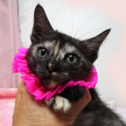 乳飲み子から育てた♪ブラックスモーク★さっちゃん2カ月