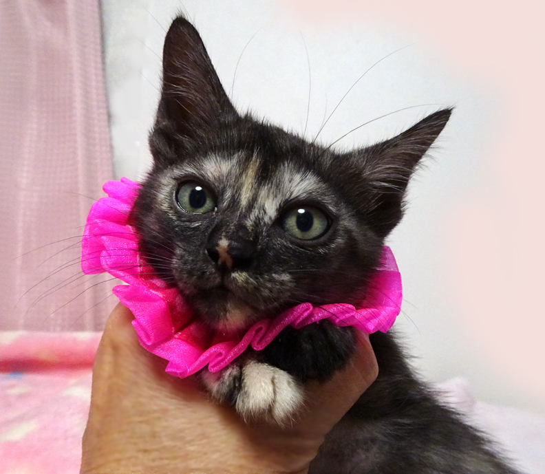 乳飲み子から育てた♪ブラックスモーク★さっちゃん2カ月