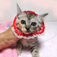 乳飲み子から育てた♪キジ三毛★あやちゃん 2カ月