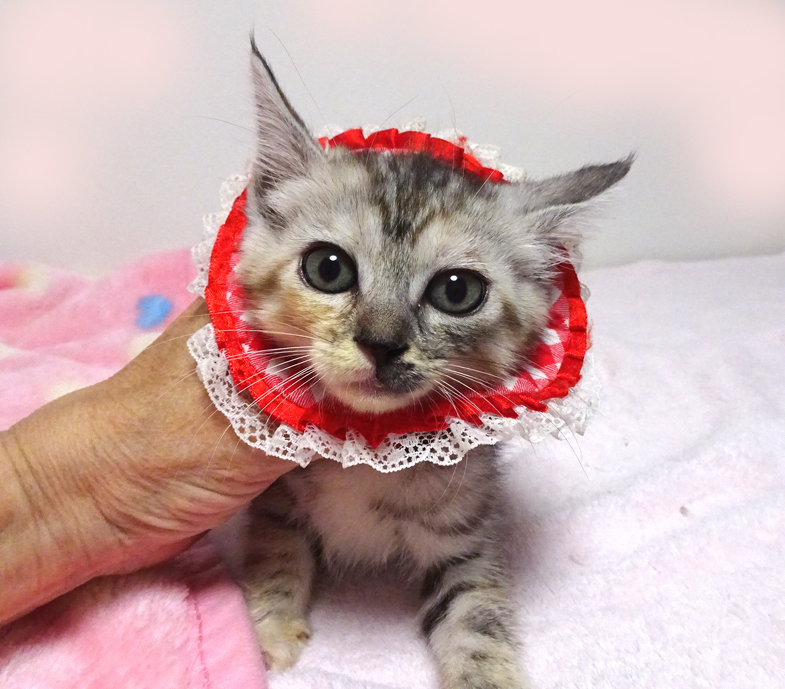 乳飲み子から育てた♪キジ三毛★あやちゃん 2カ月