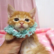 乳飲み子から育てた♪茶トラ★ももたろうくん 2カ月弱