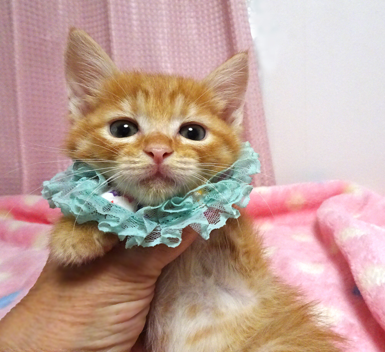 乳飲み子から育てた♪茶トラ★ももたろうくん 2カ月弱