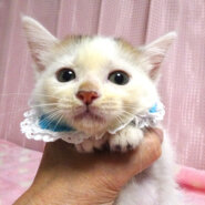 乳飲み子から育てた♪頭はキジ三毛の男子★みぃくん２カ月弱