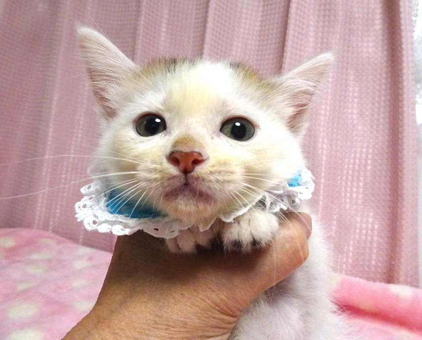 乳飲み子から育てた♪頭はキジ三毛の男子★みぃくん２カ月弱