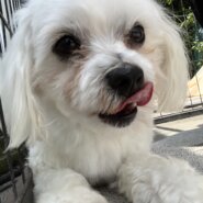 マルチーズ一歳半オス