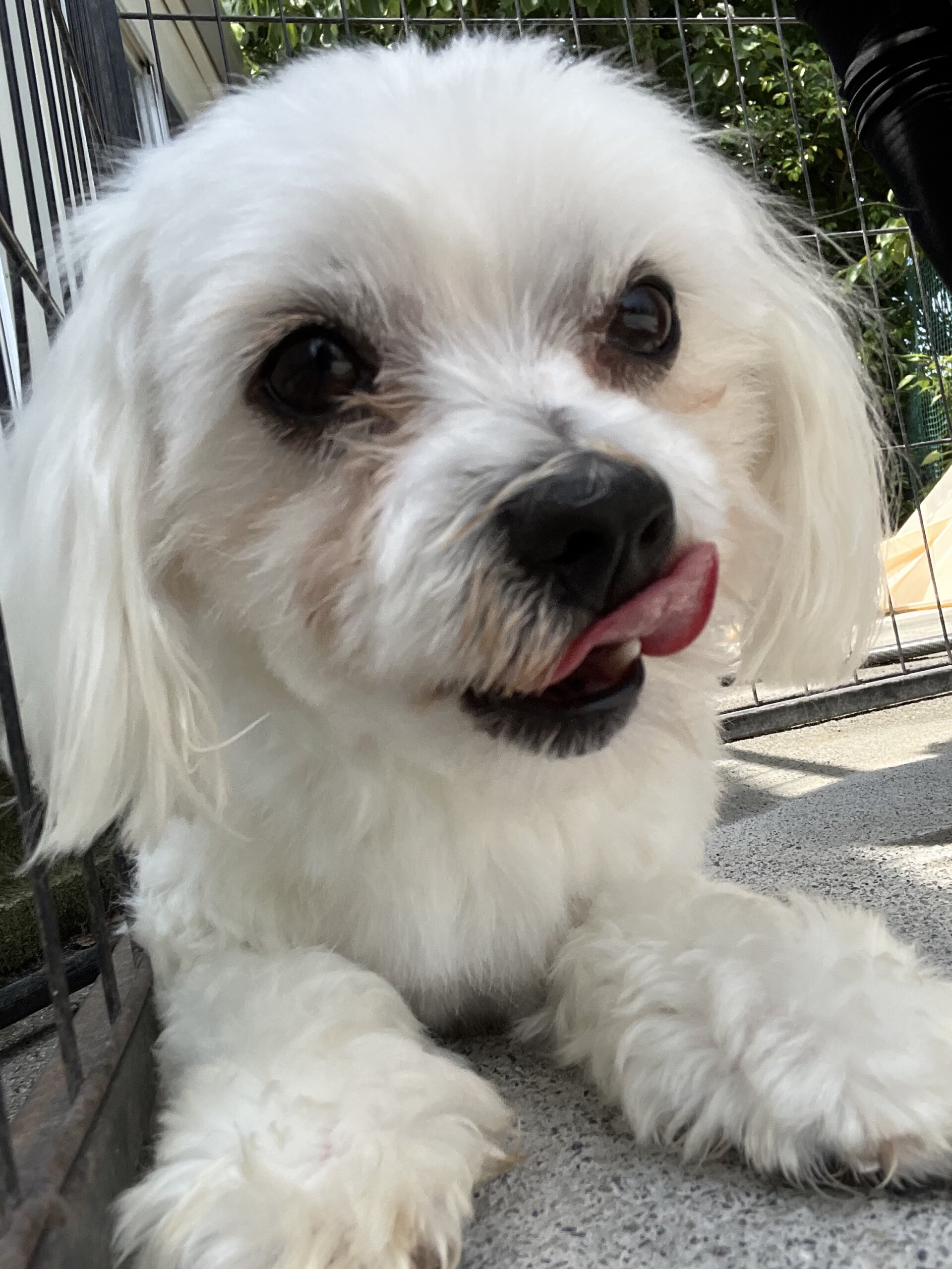 マルチーズ一歳半オス