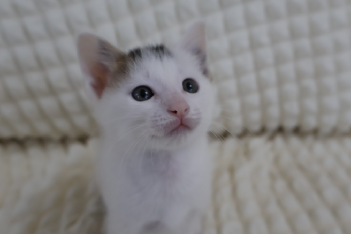 甘えん坊な男の子　てとくん