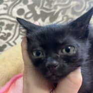 子猫の里親様募集