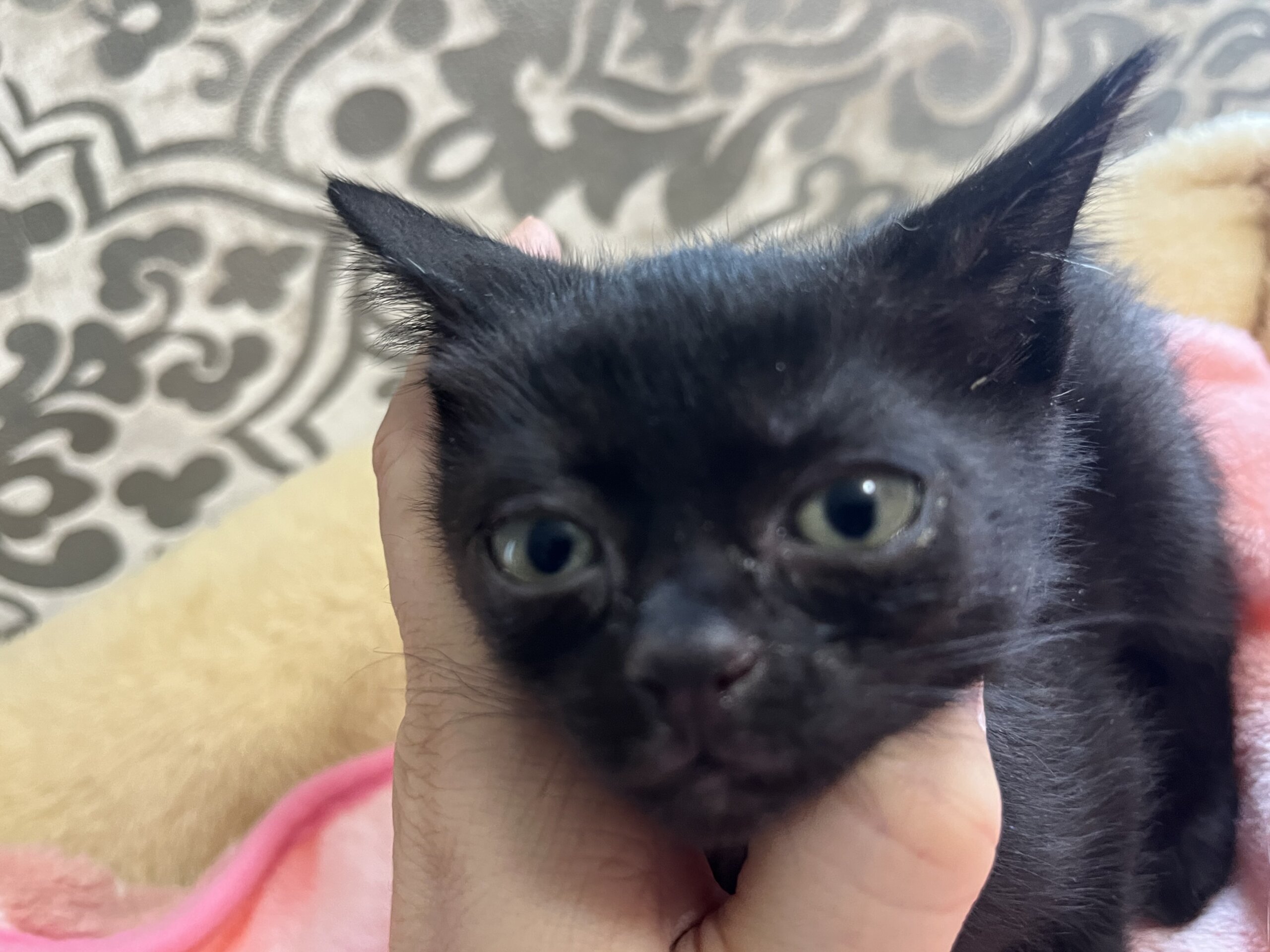 子猫の里親様募集