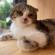 ツンデレボーイすこたろう君！