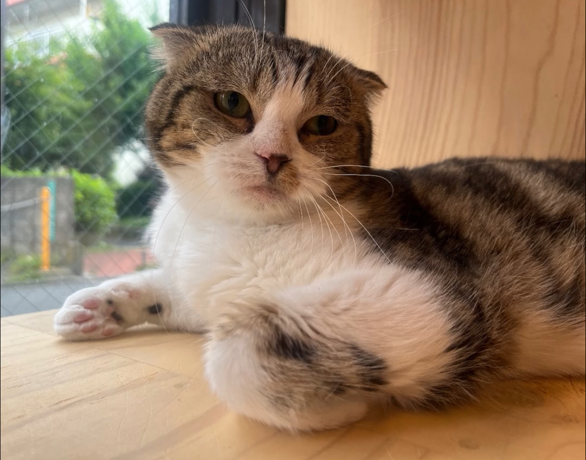 ツンデレボーイすこたろう君！