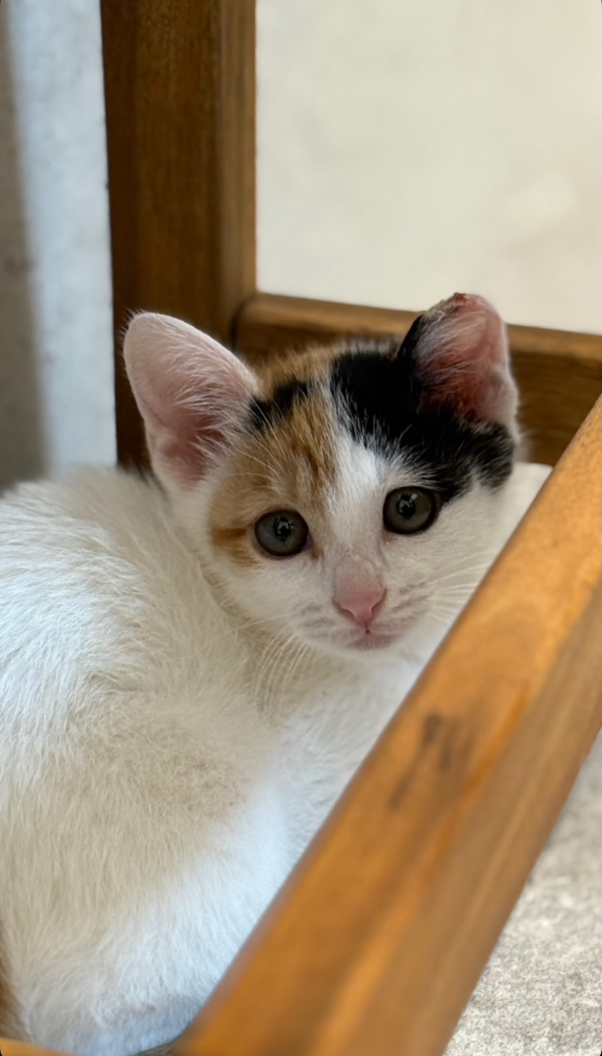 ちょっと怖がりなエマちゃん！