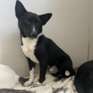 キリッとしたお顔が可愛い男の子