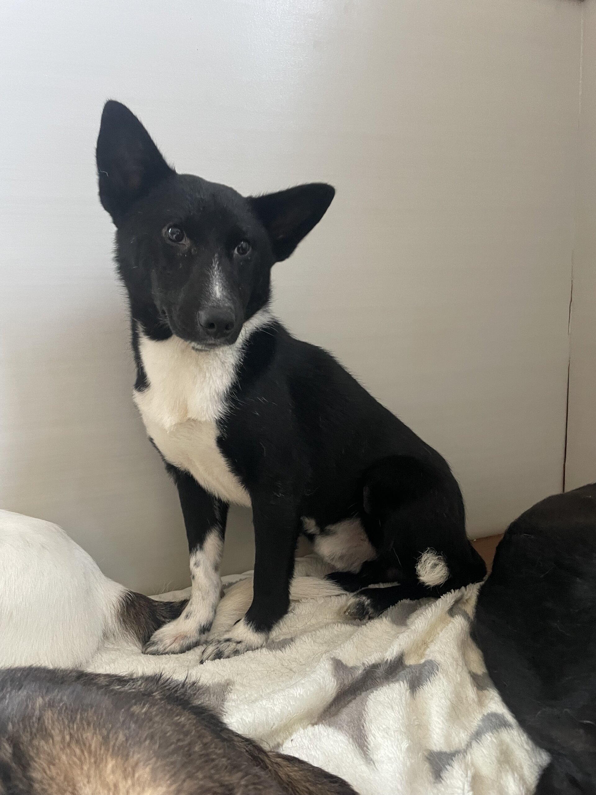 キリッとしたお顔が可愛い男の子