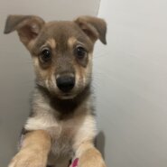 生後3か月くらい可愛らしい子犬ちゃん