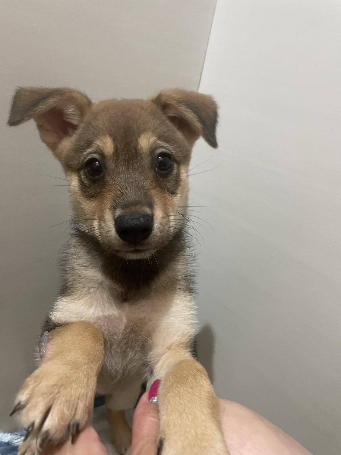 生後3か月くらい可愛らしい子犬ちゃん