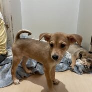 生後3か月くらいの可愛らしい女の子