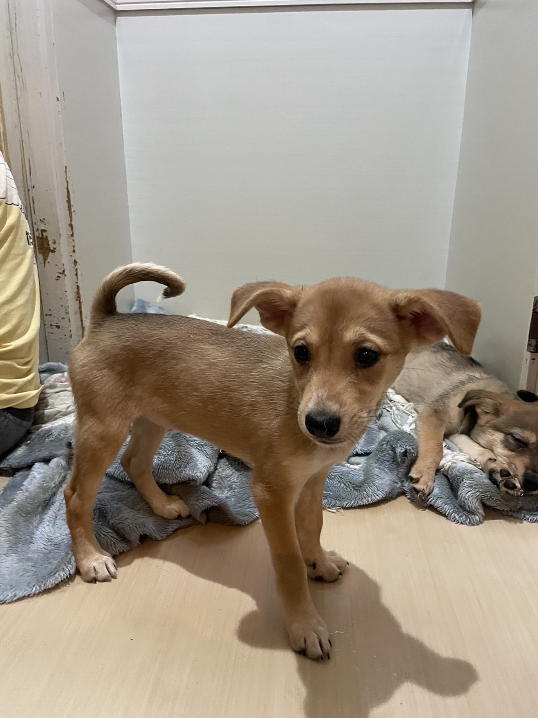 生後3か月くらいの可愛らしい女の子