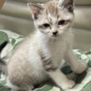 可愛い子猫ちゃんの里親募集